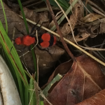 The dreaded Cow Killer Ant (actually a wasp) so named because the pain of its sting would kill a cow.  No open toe shoes allowed in the pasture.