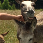 The donkeys enjoying some attention