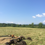 Back pasture looking west with Taylor's ridge in the background