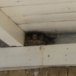 Baby barn swallows nesting on the porch ready to greet the Spring patients